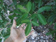 Vitex mollis