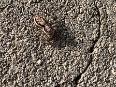 Salticidae