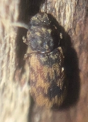 Synchita undata
