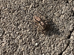 Salticidae