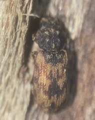 Synchita undata