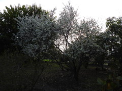 Prunus
