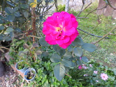 Rosa