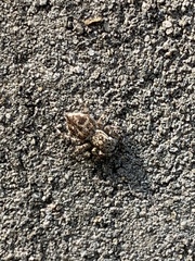 Salticidae