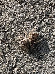 Salticidae