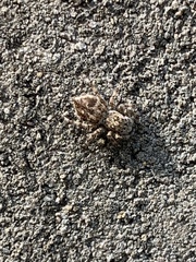 Salticidae