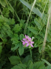 Erodium moschatum