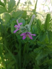 Erodium moschatum