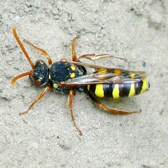 Nomada goodeniana