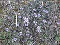 Globularia alypum