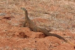 Varanus panoptes rubidus