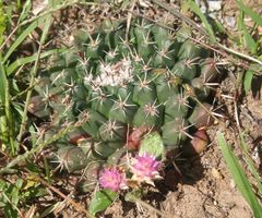 Mammillaria uncinata