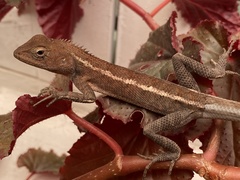 Calotes versicolor