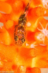 Bryaninops