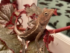 Calotes versicolor