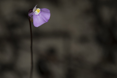 Utricularia uniflora