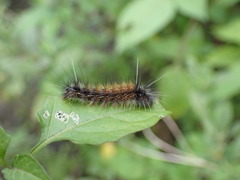 Spilarctia subcarnea