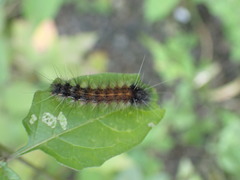 Spilarctia subcarnea