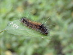 Spilarctia subcarnea