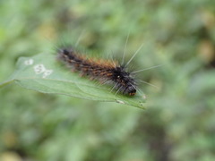 Spilarctia subcarnea