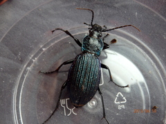 Carabus exaratus