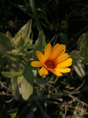 Calendula arvensis