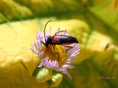Stenurella jaegeri