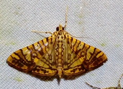 Glyphodes caesalis