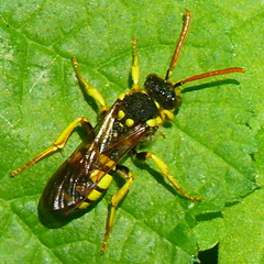 Nomada succincta