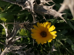 Calendula arvensis