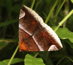 Buzara