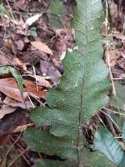 Stegnogramma wilfordii