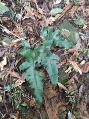 Stegnogramma wilfordii