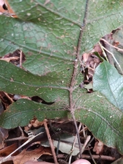 Stegnogramma wilfordii