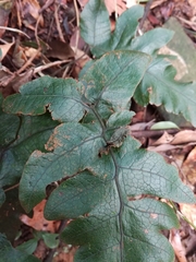 Stegnogramma wilfordii