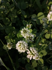 Trifolium nigrescens