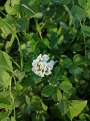 Trifolium nigrescens