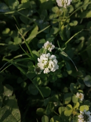 Trifolium nigrescens