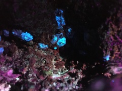 Nesochthamalus intertextus