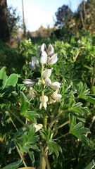 Lupinus albus