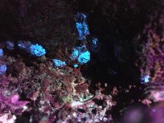 Nesochthamalus intertextus