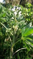 Lupinus albus