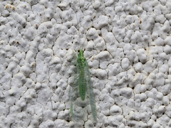 Pseudomallada benedictae