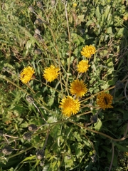 Crepis vesicaria