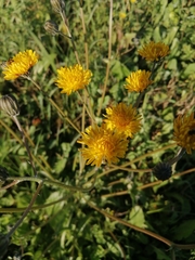 Crepis vesicaria