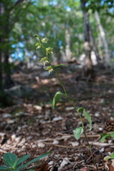 Epipactis persica