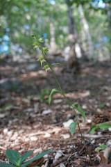 Epipactis persica