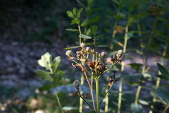 Euphorbia tauricola