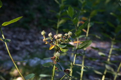 Euphorbia tauricola