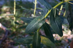 Euphorbia tauricola